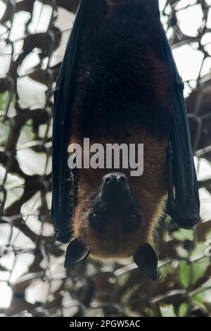 Lyles volata volpe appesa capovolta in una gabbia dello zoo la volpe volante è un grande pipistrello e come un mammifero che è considerato volare, le piume del Foto Stock