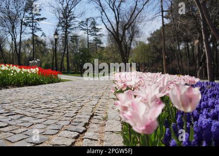 Tulipani rosa, tulipani bianchi, tulipani rosa tulipani rossi e fiori sul WalkwayEmirgan Park Istanbul 2021 Foto Stock