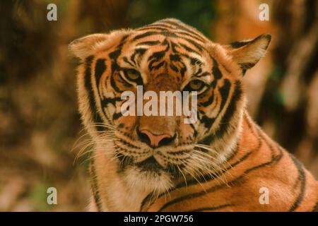 La tigre di Sibiria, la tigre di Amur, stavano osservando con sguardo awe-ispirante.la tigre di Sibiria, la tigre di Amur, stavano osservando con sguardo awe-ispirante. Tigre siberiana il suo bo Foto Stock