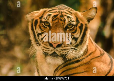 La tigre di Sibiria, la tigre di Amur, stavano osservando con sguardo awe-ispirante.la tigre di Sibiria, la tigre di Amur, stavano osservando con sguardo awe-ispirante. Tigre siberiana il suo bo Foto Stock