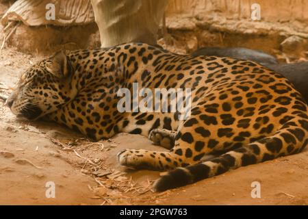 Jaguar (Panthera onca) sdraiata sul pavimento. La Jaguar è una grande famiglia di gatti. C'è un motivo floreale come una grande rosa nera lungo il corpo. Foto Stock