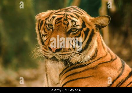 La tigre di Sibiria, la tigre di Amur, stavano osservando con sguardo awe-ispirante.la tigre di Sibiria, la tigre di Amur, stavano osservando con sguardo awe-ispirante. Tigre siberiana il suo bo Foto Stock