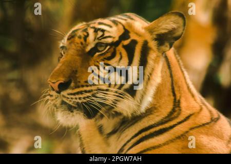 La tigre di Sibiria, la tigre di Amur, stavano osservando con sguardo awe-ispirante.la tigre di Sibiria, la tigre di Amur, stavano osservando con sguardo awe-ispirante. Tigre siberiana il suo bo Foto Stock