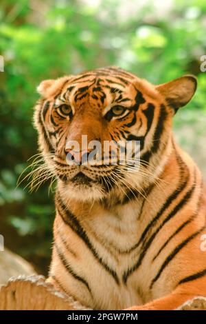 La tigre di Sibiria, la tigre di Amur, stavano osservando con sguardo awe-ispirante.la tigre di Sibiria, la tigre di Amur, stavano osservando con sguardo awe-ispirante. Tigre siberiana il suo bo Foto Stock