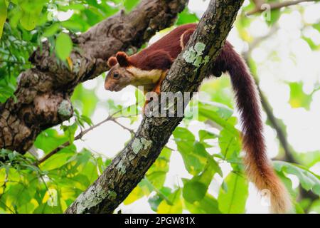 Uno scoiattolo gigante indiano arroccato su un ramo di albero nel suo habitat naturale Foto Stock