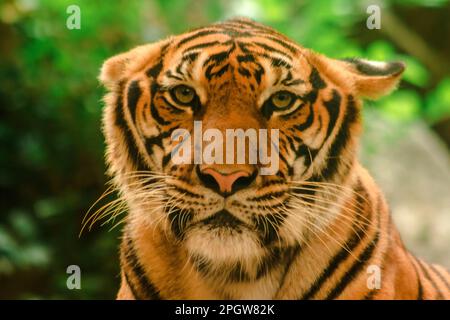 La tigre di Sibiria, la tigre di Amur, stavano osservando con sguardo awe-ispirante.la tigre di Sibiria, la tigre di Amur, stavano osservando con sguardo awe-ispirante. Tigre siberiana il suo bo Foto Stock