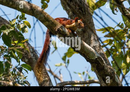 Uno scoiattolo gigante indiano arroccato su un ramo di albero nel suo habitat naturale Foto Stock