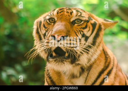 La tigre di Sibiria, la tigre di Amur, stavano osservando con sguardo awe-ispirante.la tigre di Sibiria, la tigre di Amur, stavano osservando con sguardo awe-ispirante. Tigre siberiana il suo bo Foto Stock