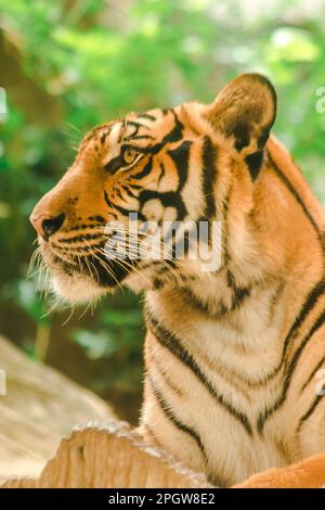 La tigre di Sibiria, la tigre di Amur, stavano osservando con sguardo awe-ispirante.la tigre di Sibiria, la tigre di Amur, stavano osservando con sguardo awe-ispirante. Tigre siberiana il suo bo Foto Stock