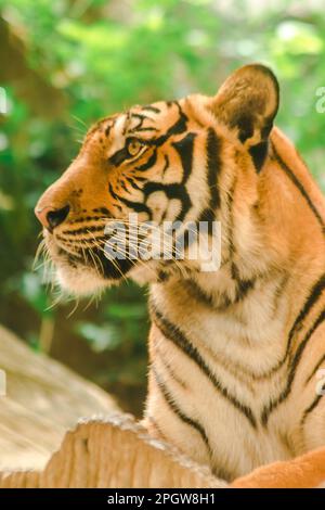 La tigre di Sibiria, la tigre di Amur, stavano osservando con sguardo awe-ispirante.la tigre di Sibiria, la tigre di Amur, stavano osservando con sguardo awe-ispirante. Tigre siberiana il suo bo Foto Stock