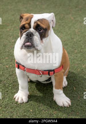 Bulldog femminile inglese rosso e bianco di 6 mesi. Parco per cani fuori dal guinzaglio nella California settentrionale. Foto Stock