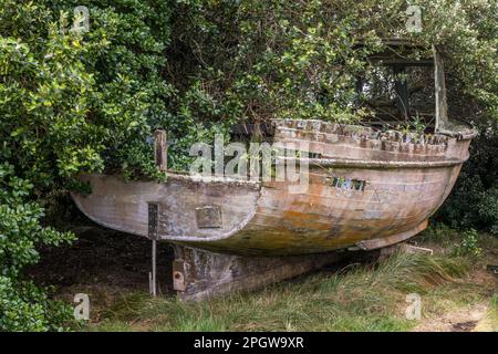 Una vecchia barca di legno abbandonata e deragliata si trova nel sottobosco della remota isola di Bryher, Isole di Scilly, Cornovaglia, Regno Unito Foto Stock