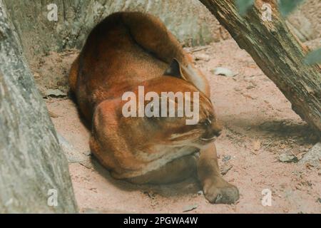 Asiatic Golden Cat sdraiato sul pavimento, Temminck's Cat sdraiato sul pavimento.Slim figura Tall, grande cane a zampe lunghe con pelliccia rossastra-marrone. La parte superiore di t Foto Stock