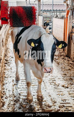 Una mucca nera e bianca che la graffia su un graffiatore elettrico posteriore in un fienile. Il graffiatore posteriore è una spazzola nera e rossa che gira quando il Foto Stock