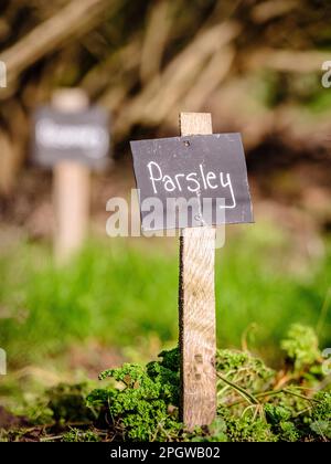 Crescere la vostra propria vena ed erbe - etichetta scritta in gesso su etichette nere per il prezzemolo in un giardino di assegnazione del Regno Unito. Foto Stock