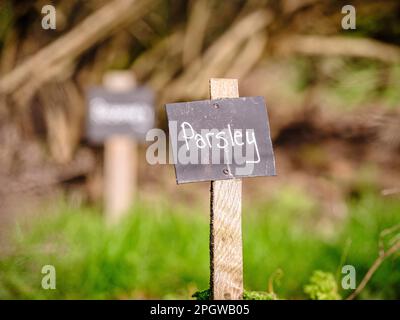 Crescere la vostra propria vena ed erbe - etichetta scritta in gesso su etichette nere per il prezzemolo in un giardino di assegnazione del Regno Unito. Foto Stock