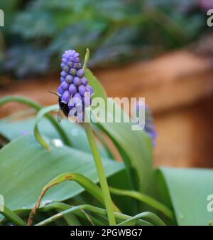 Ape su un fiore giacinto Foto Stock