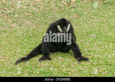 Gibbon dal taccuino bianco del nord seduto sul prato. Scendendo dalle cime degli alberi per sfuggire alla luce del sole che si trova in Laos, Vietnam e nella Provincia di Yunnan Foto Stock