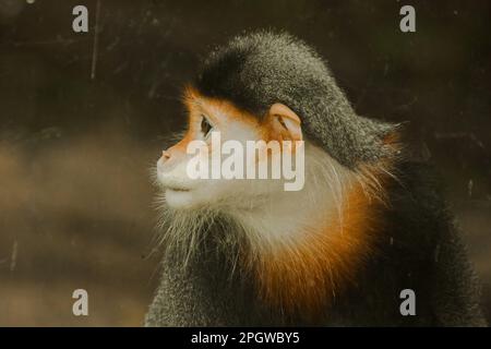 Douc Langur, di colore rosso, sta volgendo lo sguardo. Il Douc-shanked rosso ha un colore molto accattivante. È considerato il lemuri più bello della w Foto Stock