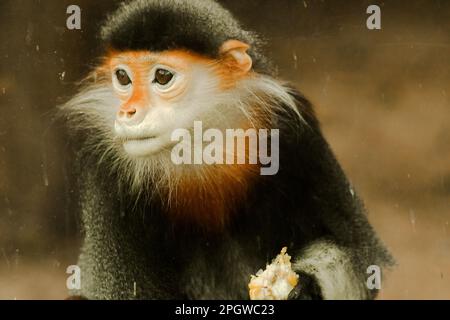 Douc Langur, di colore rosso, sta volgendo lo sguardo. Il Douc-shanked rosso ha un colore molto accattivante. È considerato il lemuri più bello della w Foto Stock