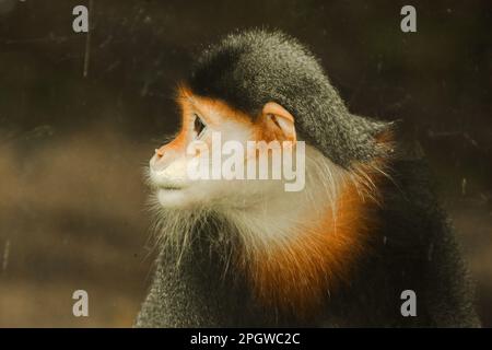 Douc Langur, di colore rosso, sta volgendo lo sguardo. Il Douc-shanked rosso ha un colore molto accattivante. È considerato il lemuri più bello della w Foto Stock