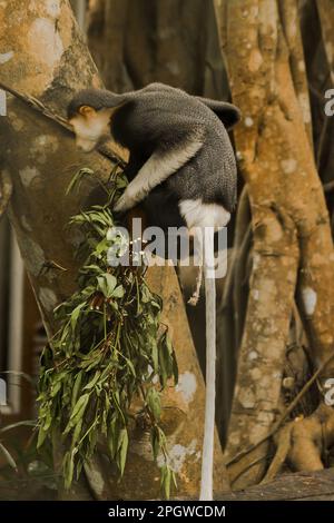 Douc Langur rosso-shanked su un ramo che mangia leaves.Red-shanked Douc lingua ha un colore molto accattivante. È considerato il lemuri più bello in Foto Stock