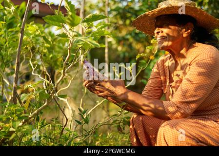 Anziana femmina indiana agricoltore che tiene raccolto melanzane sorridendo felicemente. Anziana ragazza dello Sri Lanka allegra seduta nella sua fattoria guardando verdure mature Foto Stock