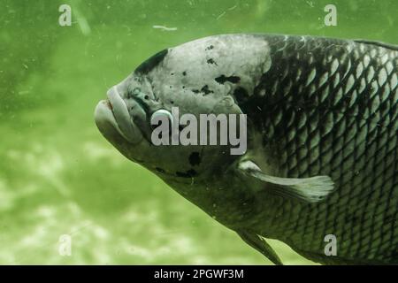 Il Gourami gigante nuota lentamente in acqua. Il Gourami gigante è il più grande dei cichlidi. Le scale sono grandi, con la testa piccola Foto Stock