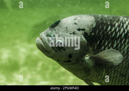 Il Gourami gigante nuota lentamente in acqua. Il Gourami gigante è il più grande dei cichlidi. Le scale sono grandi, con la testa piccola Foto Stock