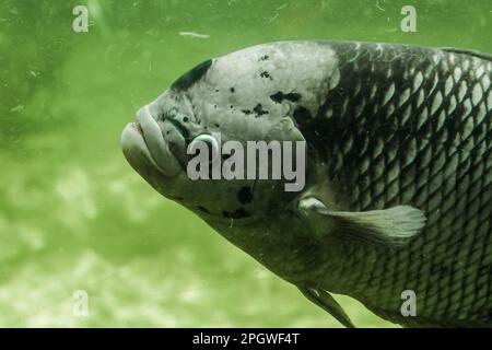 Il Gourami gigante nuota lentamente in acqua. Il Gourami gigante è il più grande dei cichlidi. Le scale sono grandi, con la testa piccola Foto Stock