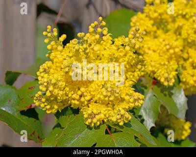 Mahonia fiorito giallo in primavera Foto Stock