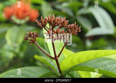 Cinese Ixora sembra bello nel giardino Foto Stock