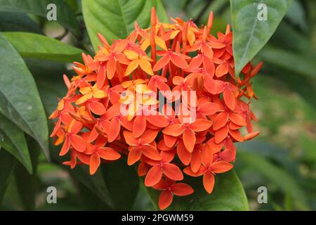 Cinese Ixora sembra bello nel giardino Foto Stock