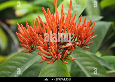 Cinese Ixora sembra bello nel giardino Foto Stock