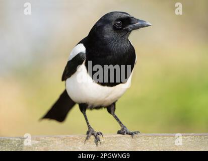 Primo piano frontale dettagliato di un uccello magpie selvaggio del Regno Unito (Pica pica) isolato all'aperto su una recinzione da giardino. Corvidi inglesi in natura. Foto Stock