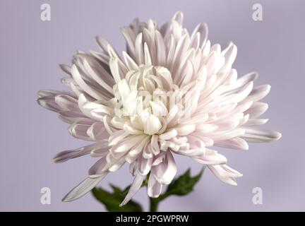 Ritratto di un crisantemo bianco e rosa chiaro su sfondo lilla. Foto Stock