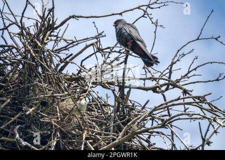 Simbiosi complessa ad una faccia, o sinoikia. Rook costruì il nido. Il falco dai piedi rossi ha preso il nido dal ruscello e si è stabilito proprio. Spanish Sparrow ne ha approfittato Foto Stock