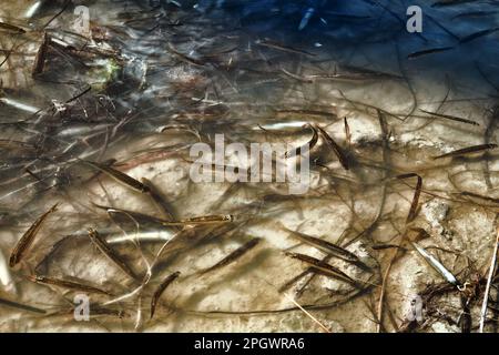 Una laguna secca (lago) e un sacco di piccoli pesci morti, siccità estiva, inquinamento idrico ulteriormente. Smelt di sabbia (Atherina boyeri) Foto Stock