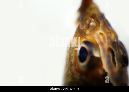 Ruffe eurasiatica nota anche come ruffe o papa. Macro fotografia pesci di fiume. Profondità di campo estremamente ridotta, messa a fuoco morbida Foto Stock