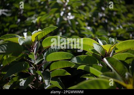 Verde sole foglie sfondo. Incandescente con la luce del sole foglie fresche di ombu Foto Stock