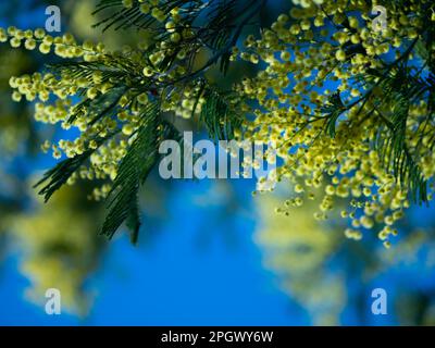 Bel primo piano di fiori di mimosa peloso giallo brillante. Albero di mimosa fiorente nelle onde primaverili iniziali sul vento. Giornata primaverile soleggiata. Acacia dealbata. Soffice f Foto Stock