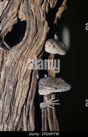 Varanus gilleni este o specie de rettile in genul Varanus, familia Varanidae Foto Stock