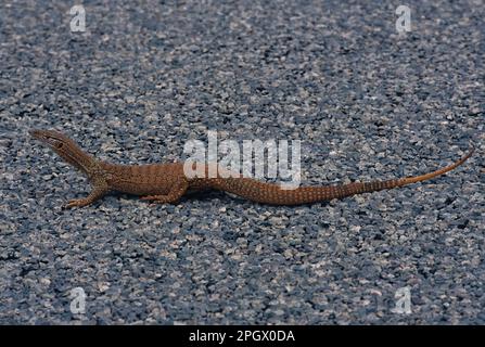 La sabbia di goanna (Varanus gouldii) è una specie di lucertola australiana di grandi dimensioni, conosciuta anche come Gould's monitor, sand monitor, o cavallo da corsa goanna. Foto Stock