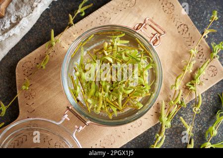 Preparazione di tintura di erbe da rami giovani salici freschi con germogli in un vaso di vetro in primavera Foto Stock