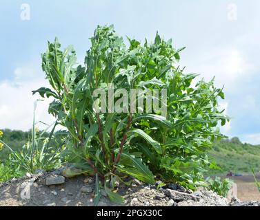 In estate cresce in natura Lactuca serriola Foto Stock