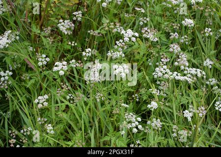 Torilis japonica cresce tra le erbe selvatiche Foto Stock