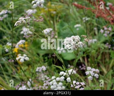 Torilis japonica cresce tra le erbe selvatiche Foto Stock