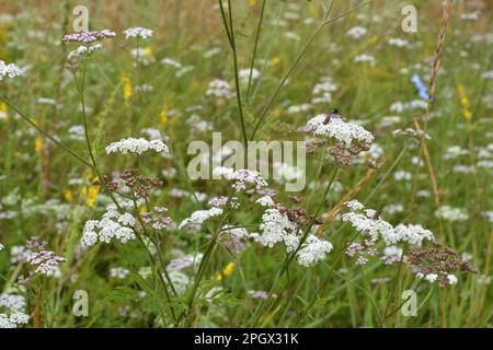 Torilis japonica cresce tra le erbe selvatiche Foto Stock