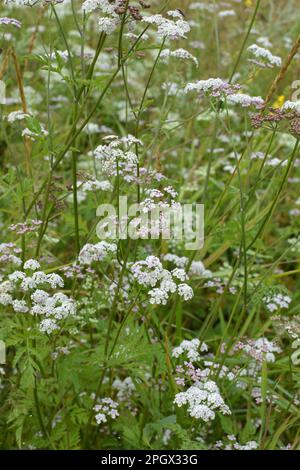 Torilis japonica cresce tra le erbe selvatiche Foto Stock