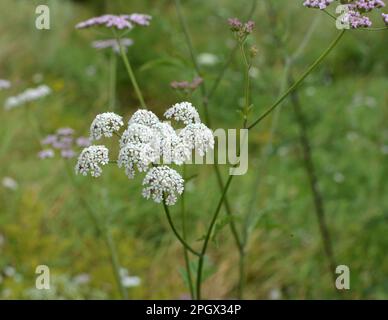 Torilis japonica cresce tra le erbe selvatiche Foto Stock